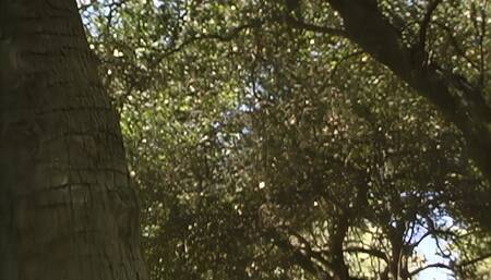 Arousing Lesbian Outdoor Fuck Session Set In The Middle Of The Forest