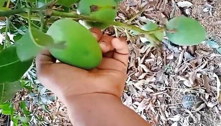 Taking the girl to the mango orchard and fucking