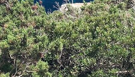 On My Holiday I Want You To See I Pee From A Cliff Thinkin Abt My Transgirl Wld You Come In Me An Hold My Dick Piss All Over Me