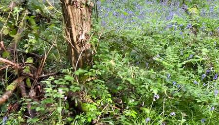 Outdoor wank in bluebell woods