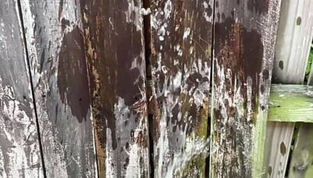 Boner peeing while jerking off on a fence outside