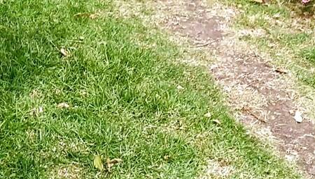 Semen in the Park