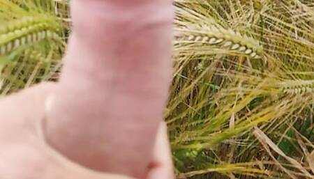 on the fields 2
