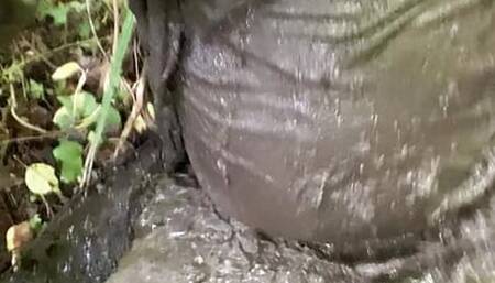 Wallowing in mud