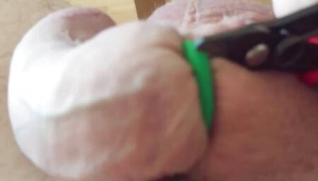 Cock banding session with elastrator band
