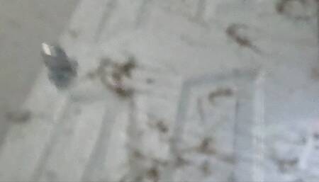 Tiny Human Struggles to Survive inside Giantess Vicious Vacuum POV