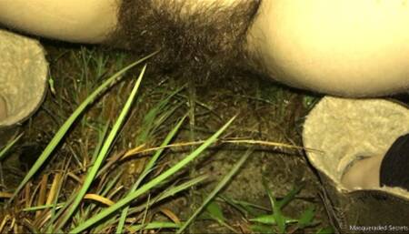 Desperate Pees in the Woods Part Two HD