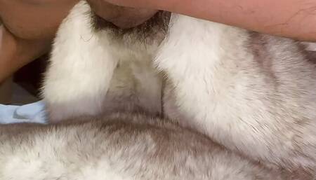 What is it like to insert into the fox fur airplane cup, fur control ecstasy