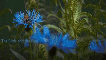 The Birds Bee's and Step-Daddy's big old cock