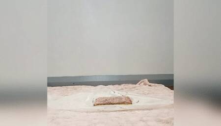 Hucow playing on a cake, moo