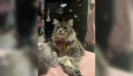 kitty