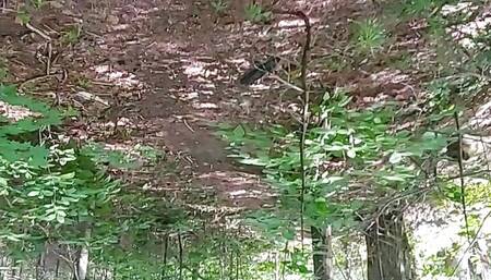 forest 2