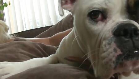 Hot Pornstar Lela Star And Brooke Belle Love To Rub Their Tits Together