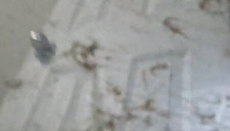 Tiny Human Struggles to Survive inside Giantess Vicious Vacuum POV 1080 Smaller