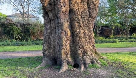 Liz Rainbow smoking a Flor de Oliva Cigar outdoors