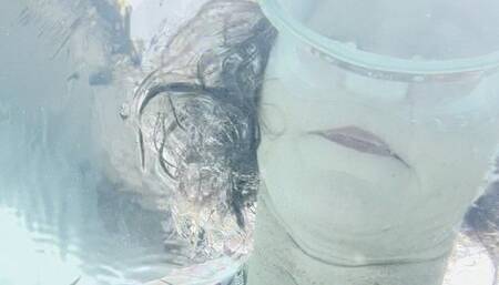 Carissa underwater in a microbikini and wrapped loosely in barbed wire