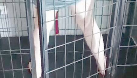 Kölemi kafesimde dansöz yap?p oynat?m