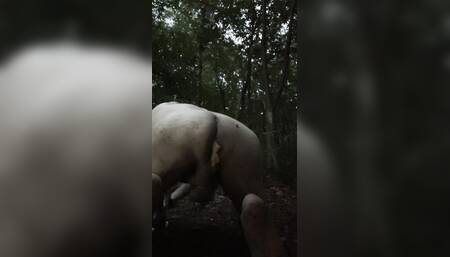 Slave in forest