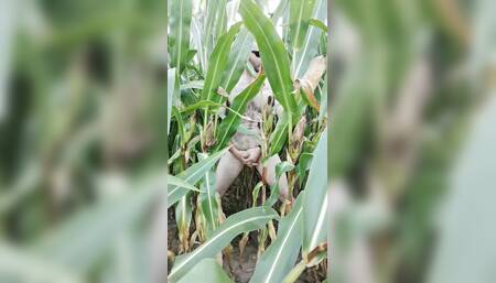 Masturbation in corn
