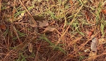 Keeya Feetz Nature ASMR