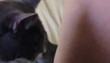 Omnikitten