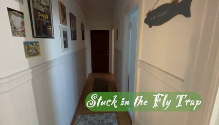 Stuck in the Fly Trap
