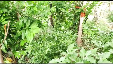 Please Catch Komal While Working in the Farm House