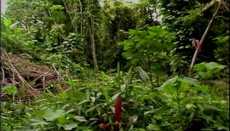Island Fever Scene 3