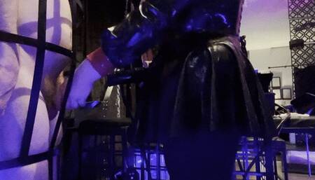 Session Series: Caged Milking