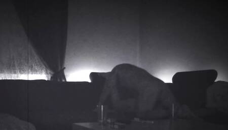 Nicole Gets a Hard Wake up Fuck!