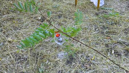 Lady Alice Compilation 07 - Mesmerizing Beautiful