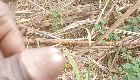 Land urine in sugarcane field hand and job mudhe mare