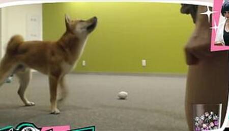 Braless Twitch Streamer Plays With Doggo