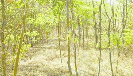 Lady Alice compilation 07 (demonstration 3) mesmerize