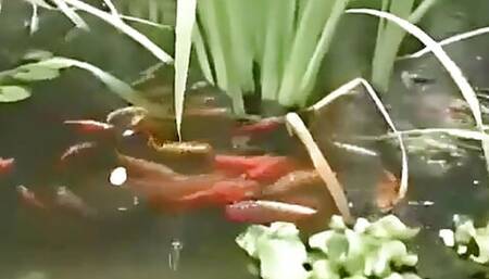 Sexy European Pornstar Nikky Blond Giving Oral Sex