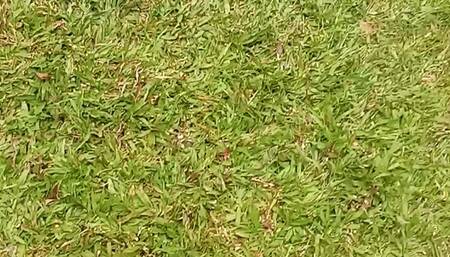 Short hairy bush PEE front porch video