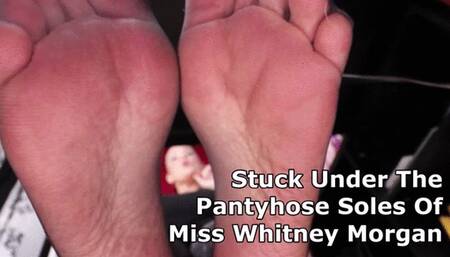 Stuck Under The Black Pantyhose Soles Of Miss Whitney Morgan - wmv