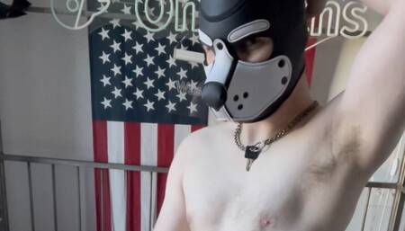 Ginger Alpha Pup Breeds Hairy Latino Sub