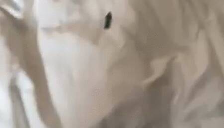 Little Man Gets Stuck in Scarlett's Ass