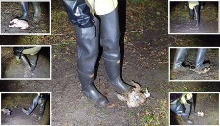 Chicken Stomping in Muddy Waders