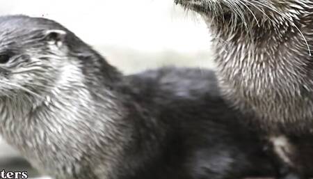 Matrix Hearts (Blue Otter Games) - Part 1 - That Important Day By LoveSkySan69