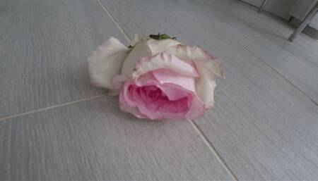 Stomp on roses with shoes aST