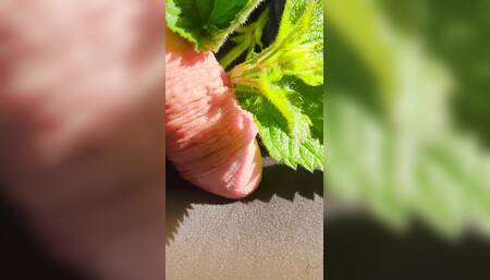 Close up nettles Cock tease