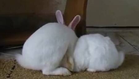 Rabbit