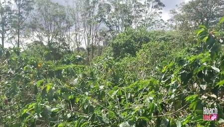Playing in the Coffee Plantation, It's Not Harvest Time but It's Deep Throat Time