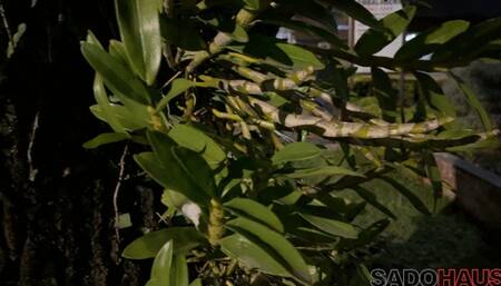 Stalker Is Imprisoned By Athlete Who Keeps Him Tied Up Like An Ornament