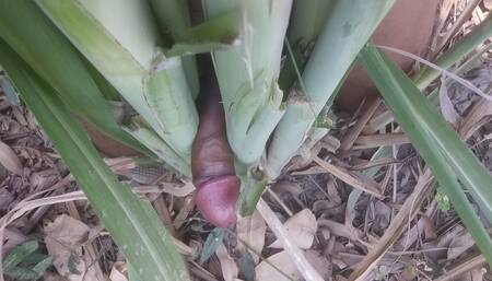 If you did not find anyone, then you fucked the sugarcane with a desi cock