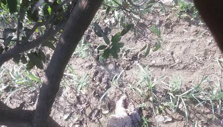 Fat fresh cock of bachelor boy on tree best hindi sex video 720p full hd