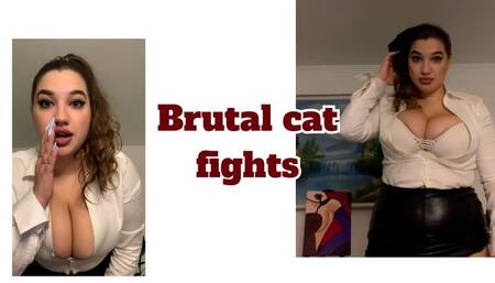 Brutal cat fights