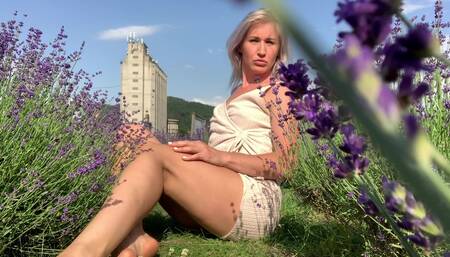 A Golden Moment in the Lavender Field